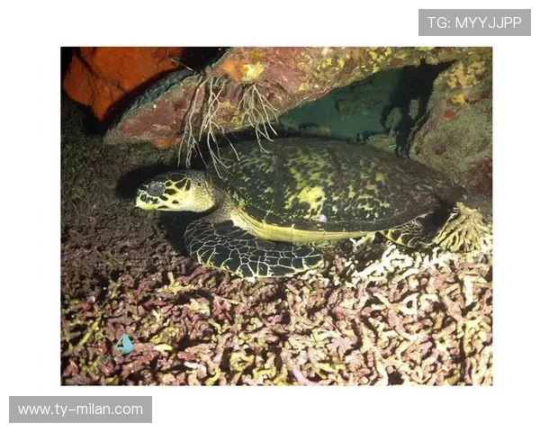 多巴哥特色潜水运动持续推广，多巴哥气候